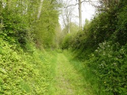 Voyette à l'ombre des sous bois.