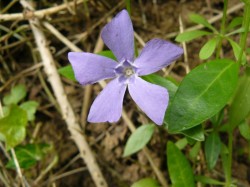 Une autre fleur.