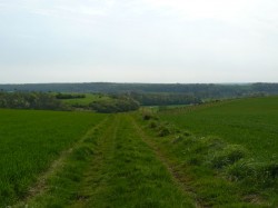 Chemin herbeux.