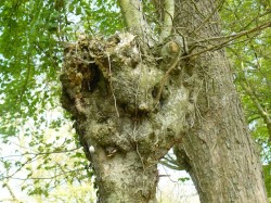 Tête de saule en colère.