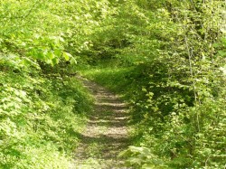 Chemin escarpé.