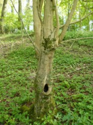 Et arbre creux nous hellant au respect.