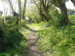 allée arborée