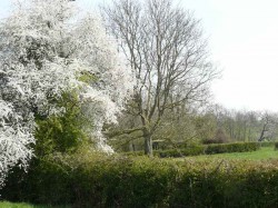 Aubépine blanche