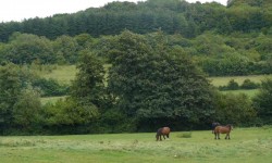 Les prairies aux chevaux.