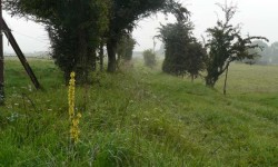 Sur le sentier herbeux.