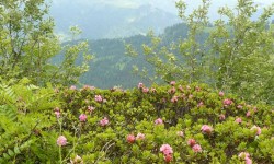 La beautée des fleurs.